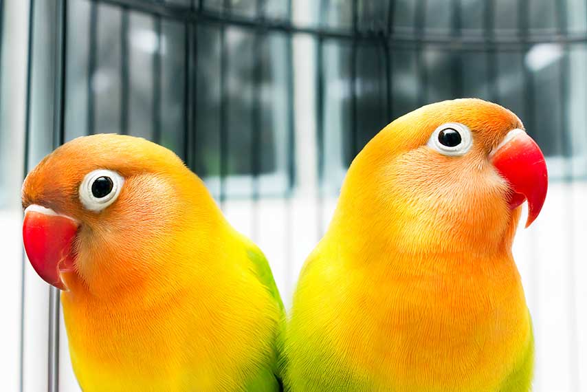Symbiotic Relationship Between CIOs & MSPs